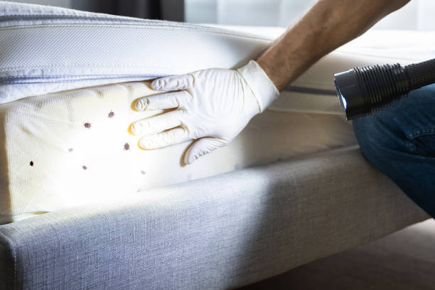 Best Bed Bug Extermination  in Lawndale, CA
