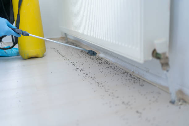 Best Local Pest Control Services  in Lawndale, CA