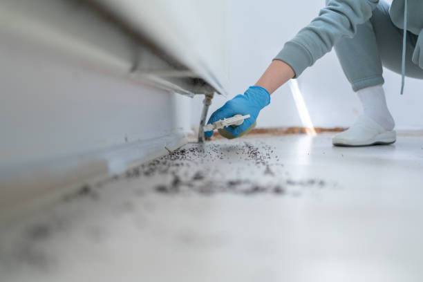 Wasp Removal Services in Lawndale, CA